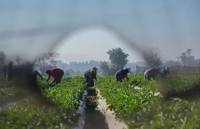 Εποχικοί εργάτες γης από την Αίγυπτο: Ανοίγει αύριο η πλατφόρμα για την εφαρμογή της συμφωνίας 