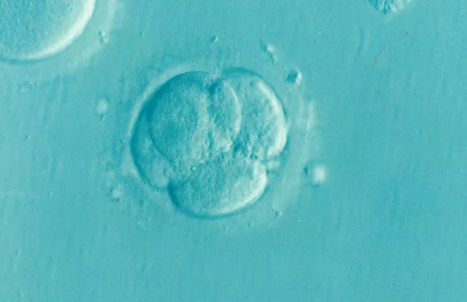 metropolitan embryo