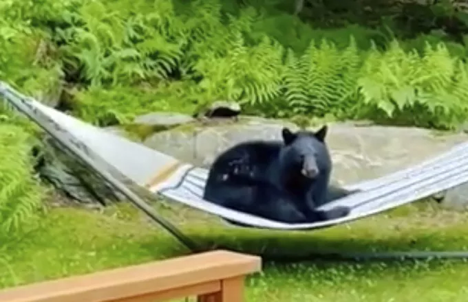 Βίντεο: Αρκούδα άραξε στην αιώρα σπιτιού στις ΗΠΑ