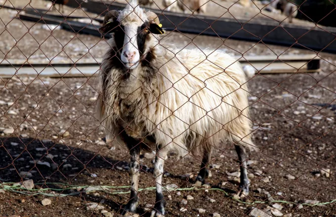 πανώλη σε αιγοπρόβατα