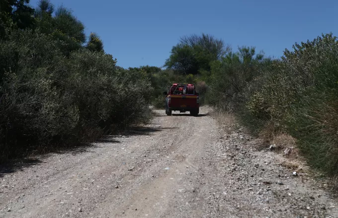 Καρδίτσα