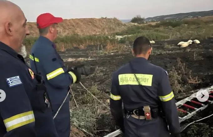 Πυροσβέστες έσωσαν πρόβατα που είχαν κολλήσει σε βάλτο – Φωτογραφίες