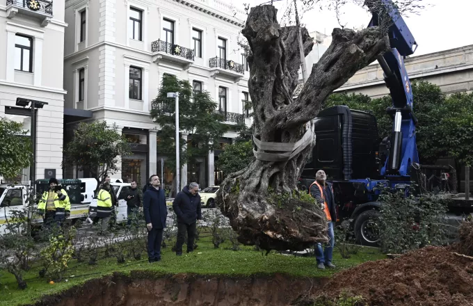 υπεραιωνόβια ελιά