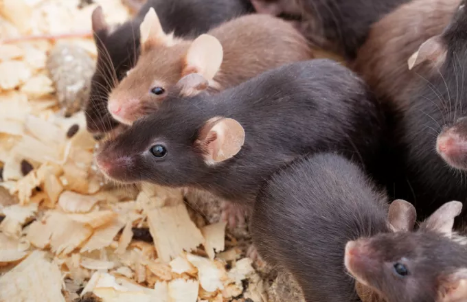 laboratory mouses