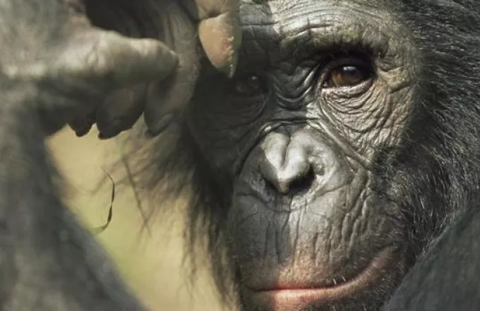 Απειλούνται οι Μεγάλοι Πίθηκοι της Αφρικής 