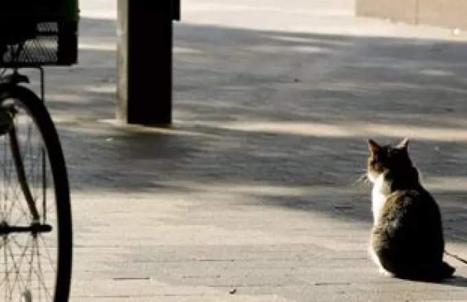 Σπιτόγατος διασχίζει τη Σιβηρία