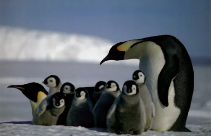 Οι πιγκουίνοι χάνουν το σπίτι τους