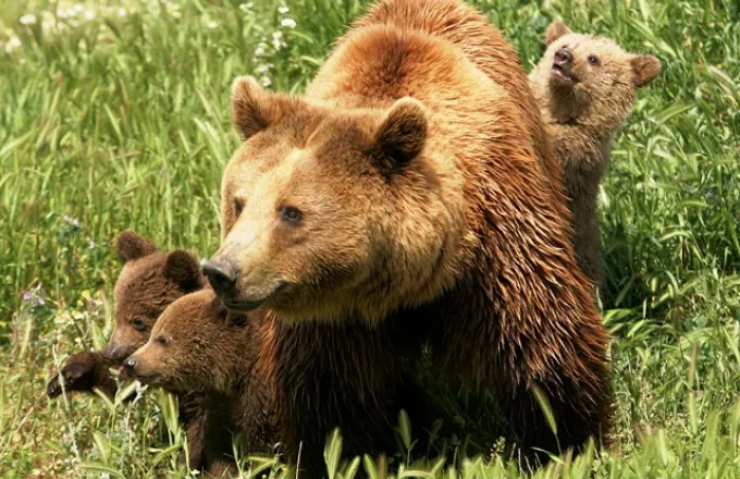 Τι συμβαίνει με τις αρκούδες που κατεβαίνουν όλο και πιο συχνά σε κατοικημένες περιοχές της Δ.Μακεδονίας ; 