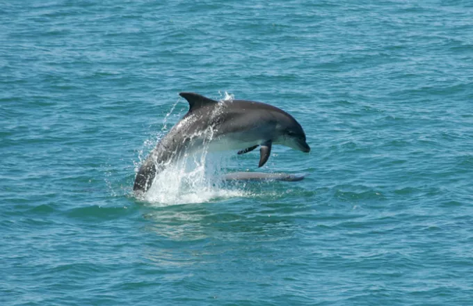 Εντυπωσιακό βίντεο με δελφίνια να κολυμπούν στον Θερμαϊκό (Video)