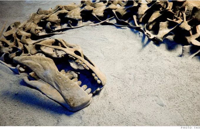 Αμερικανός παραδέχτηκε λαθρεμπόριο... σκελετών δεινοσαύρων