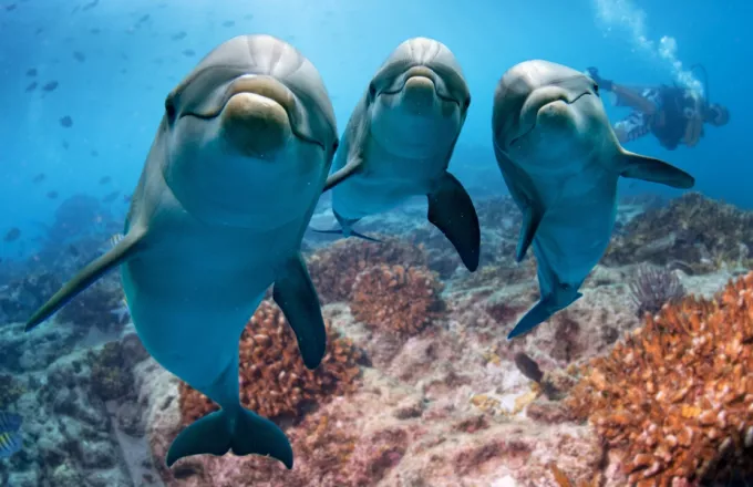 Θερμαϊκός: «Δελφίνι, δελφινάκι»- Viral η «βόλτα» των εντυπωσιακών θηλαστικών κοντά στην ακτή (vid)