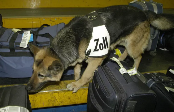 Σκύλοι ανίχνευσης μαύρου χρήματος στο αεροδρόμιο της Φρανκφούρτης