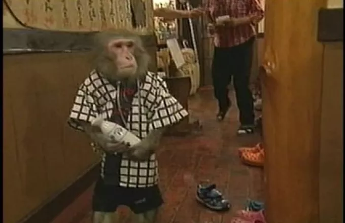 Πίθηκοι... σερβιτόροι στην Ιαπωνία (video) 
