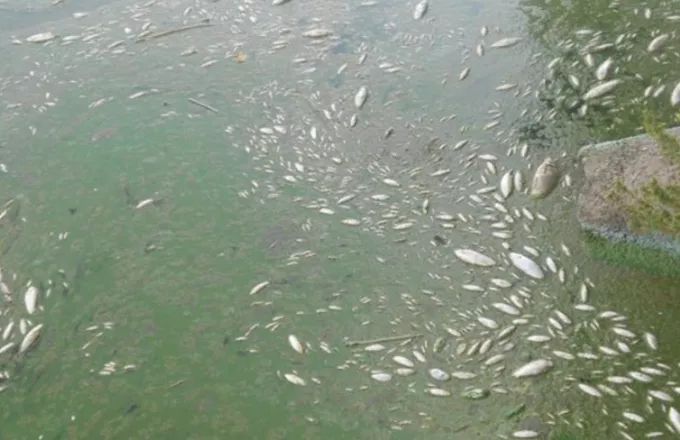 Ιωάννινα: Προβληματισμός από τη ρύπανση της λίμνης Παμβώτιδας 
