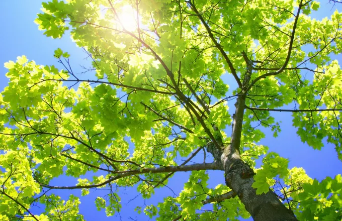 Κινδυνεύουν τα πλατάνια, τα μακροβιότερα δέντρα της ελληνικής χλωρίδας