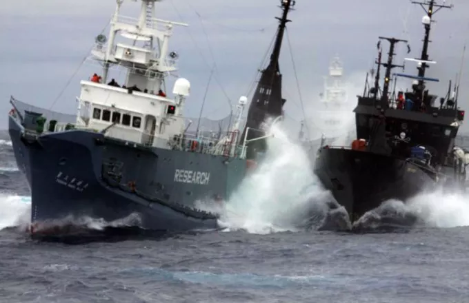 Sea Shepherd: Σώσαμε 750 φάλαινες από ιαπωνικά φαλαινοθηρικά