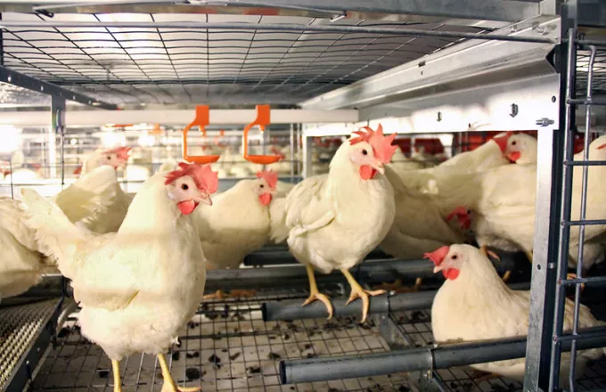 Μαλαισία: Κόβει τις εξαγωγές πουλερικών για να καλύψει τις ελλείψεις στο εσωτερικό