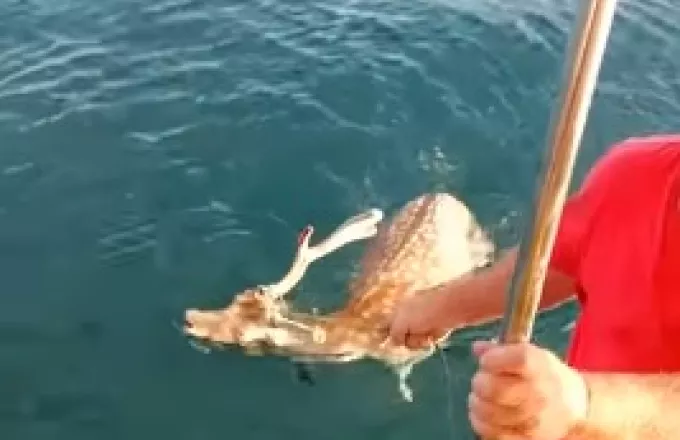 Χαλκίδα: Το βίντεο με τον ψαρά που «ψάρεψε» ελάφι στη θάλασσα και το έσωσε