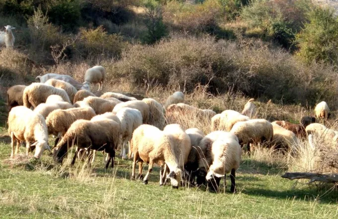 Πρόβατα Ηράκλειο