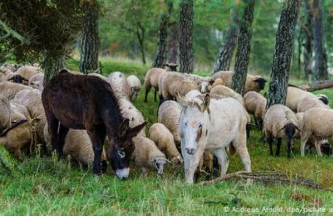 Όταν τα γαϊδούρια γίνονται… τσοπάνηδες