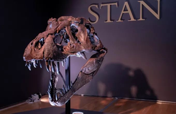 Ελβετία: Σκελετός Τυραννόσαυρου Ρεξ πωλήθηκε 5,6 εκ. ευρώ σε δημοπρασία