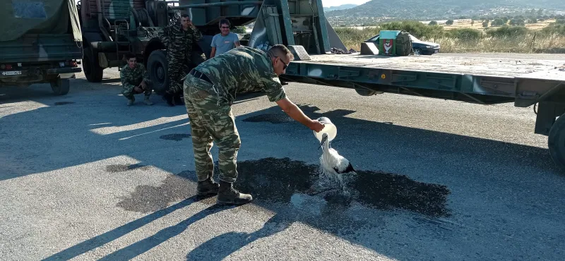 Πελαργός