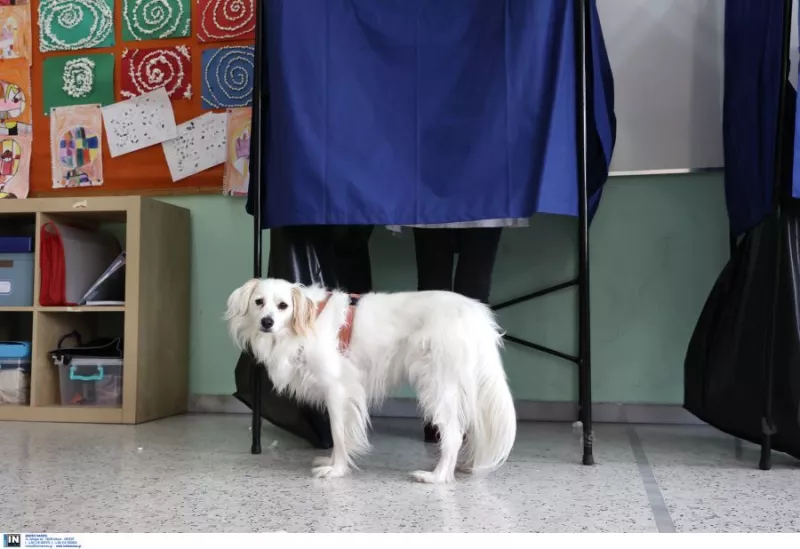 Σκυλάκι 