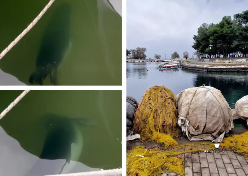 Καταφύγιο στο λιμανάκι της Νέας Αγχιάλου βρήκε σήμερα το πρωί μια λαβωμένη φώκια.  Το άτυχο θηλαστικό εντόπισε περαστικός που κατέγραψε σε βίντεο τις κινήσεις της φώκιας ανάμεσα από τα αγκυροβολημένα σκαφάκια και το ανέβασε στα μέσα κοινωνικής δικτύωσης. Στο βίντεο φαίνεται καθαρά ότι η φώκια φέρει τραύμα στη δεξιά πλευρά του σώματός της.