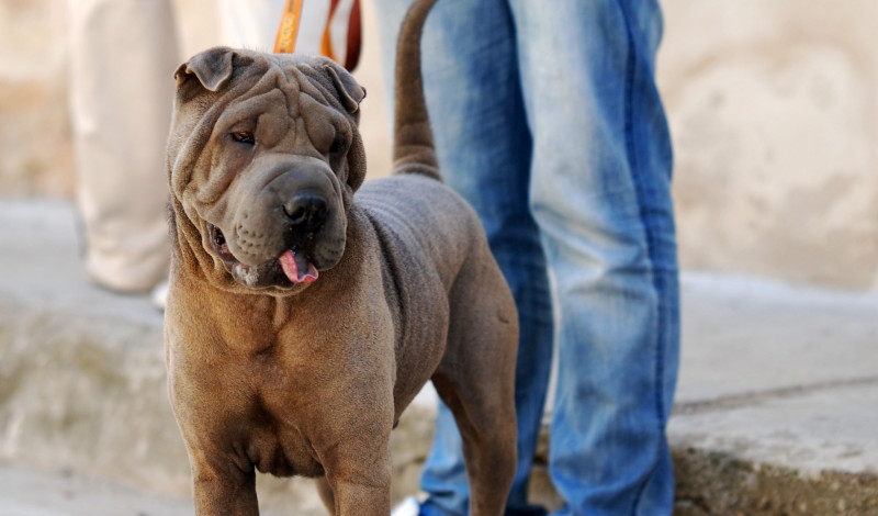 Shar Pei