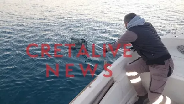 Ποντικια