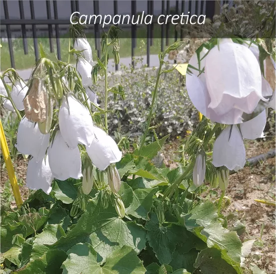 Ελληνικά αγριολούλουδα σε ανθοπωλεία με αδειοδοτημένες καλλιέργειες προτείνουν ερευνητές