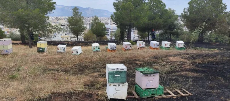 Φωτιά - μελίσσια
