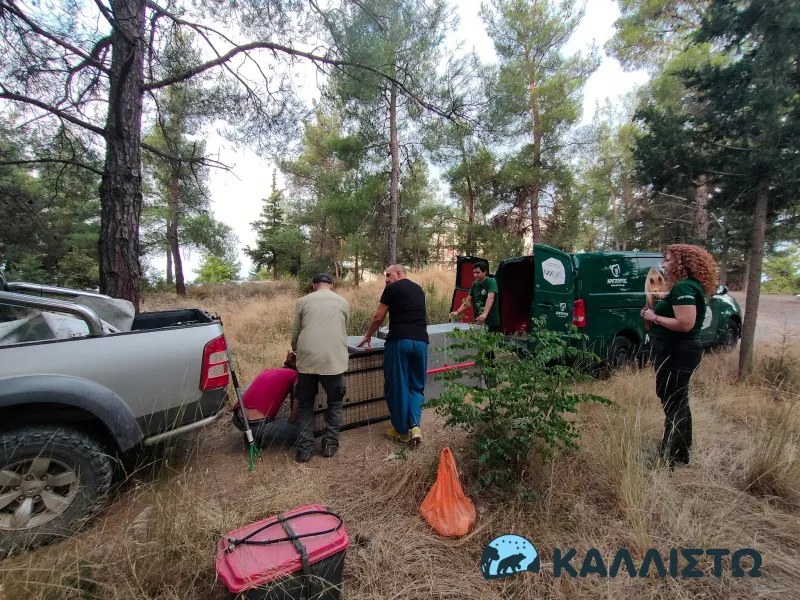 λύκος