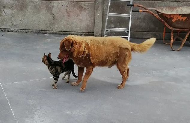 γηραιοτερος σκυλος στον κοσμο
