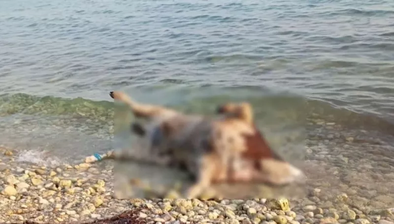 Αγελάδα