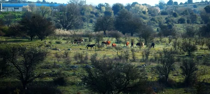 Τα άλογα αυτά είναι μόνιμα εγκατεστημένα στην περιοχή