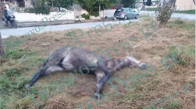 αλογο