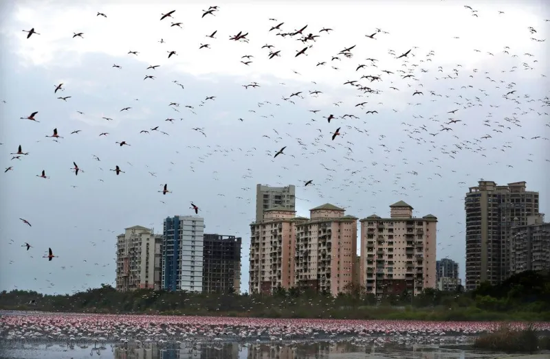 india flamingko
