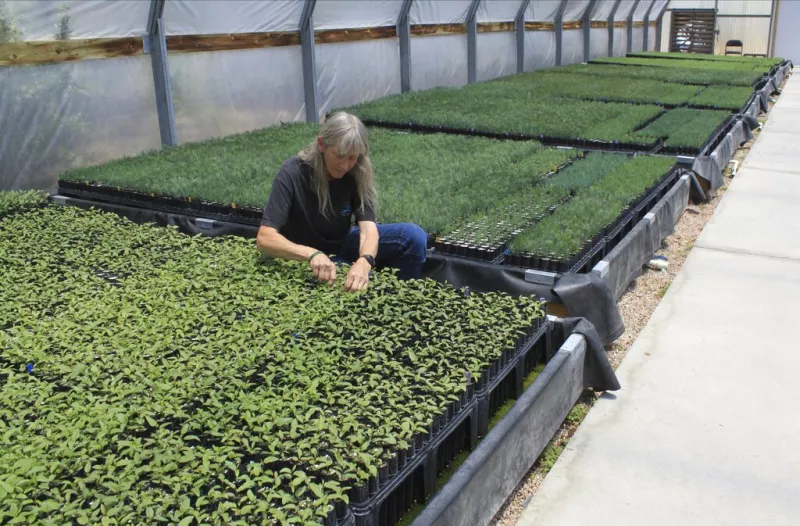 Greenhouse