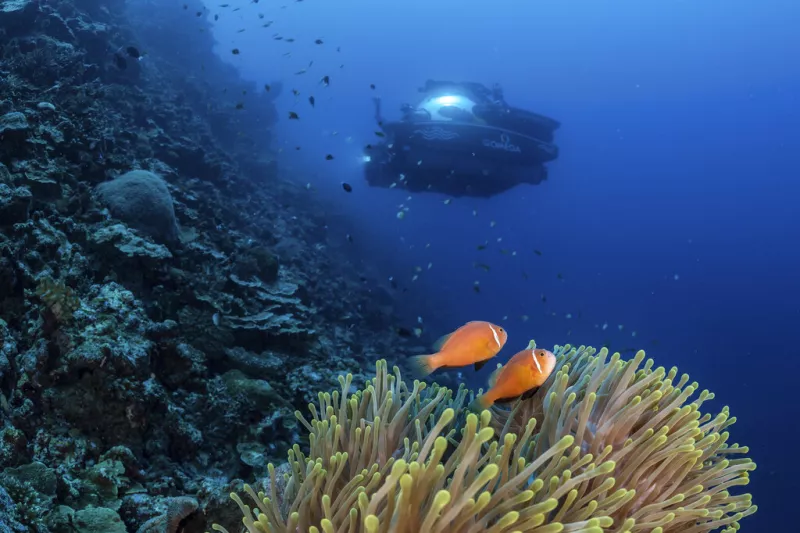 Coral reefs