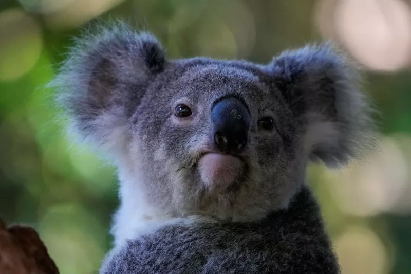 koala