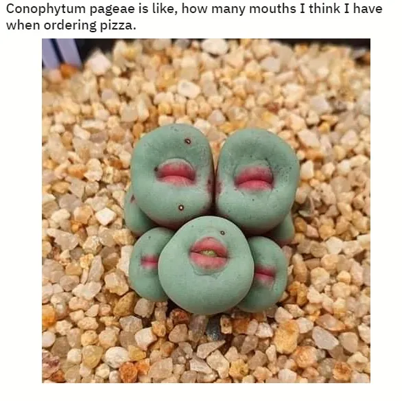 Conophytum