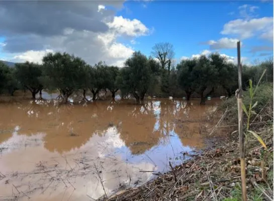 ΜΕΣ