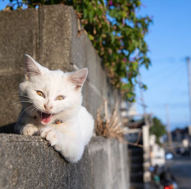 Οι γάτες του Masayuki Oki