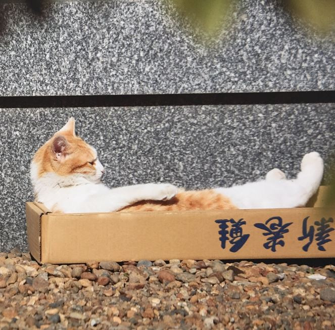 Οι γάτες του Masayuki Oki