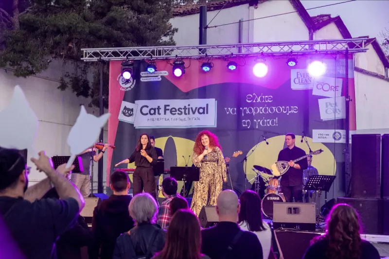 CAT FESTIVAL