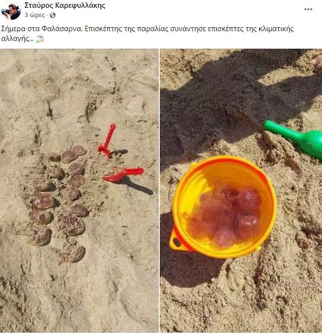 μωβ μέδουσες στα Χανιά