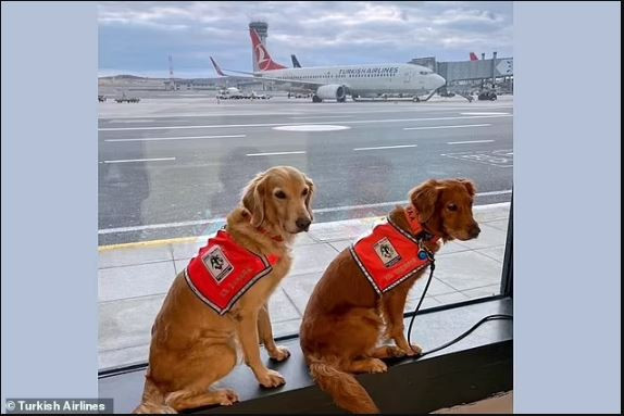 Οι σκύλοι διασώστες του φονικού σεισμού στην Τουρκία επιστρέφουν σπίτι στην... πρώτη θεση