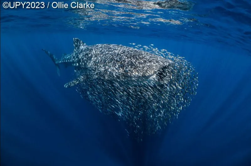 Underwater Photographer of the Year 2023