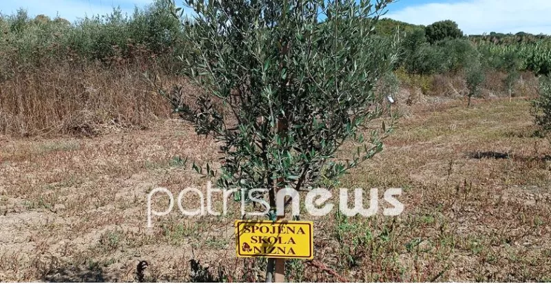 Αρκούδι: Οι τουρίστες «βαπτίζουν» και υιοθετούν τα ελαιόδεντρα
